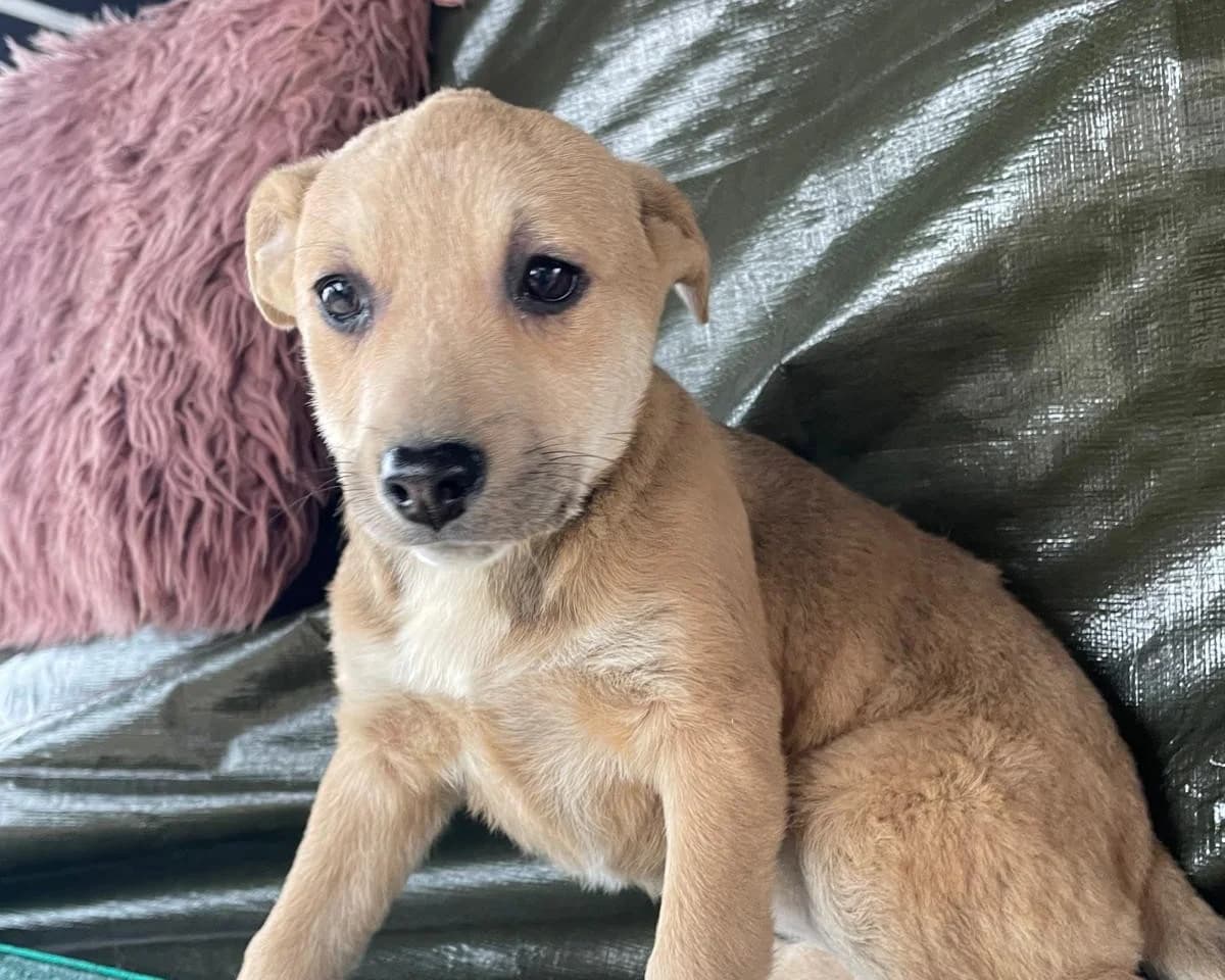 Allegra, female puppy Mixed Breed for adoption at Tierrettung International e.V.