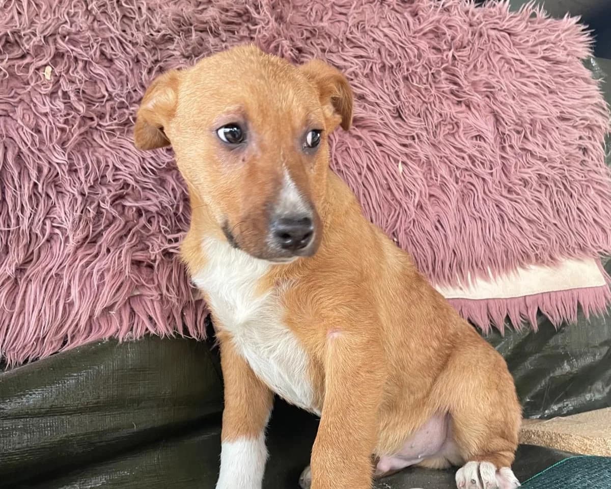 Enzo, male puppy Mixed Breed for adoption at Tierrettung International e.V.