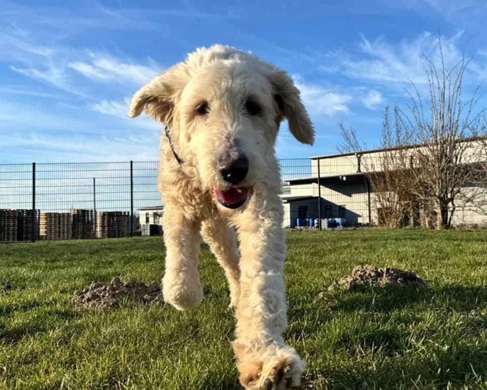 Olivia – PLZ 19372, female 7yo Mixed Breed for adoption at Tierrettung International e.V.