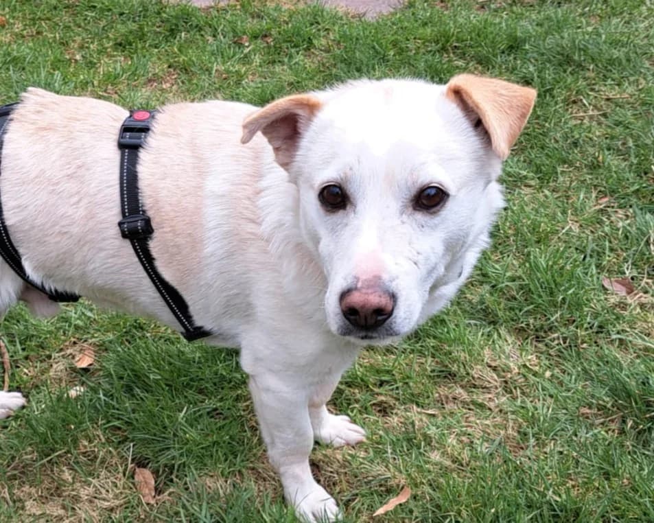 Cody – PLZ 79108, male senior Mixed Breed for adoption at Tierrettung International e.V.