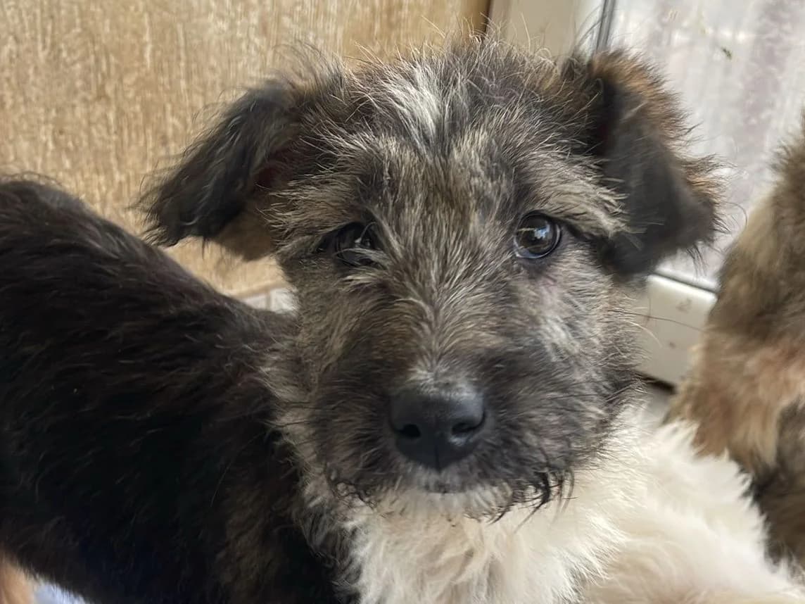 Fergy, female puppy Mixed Breed for adoption at Tierrettung International e.V.