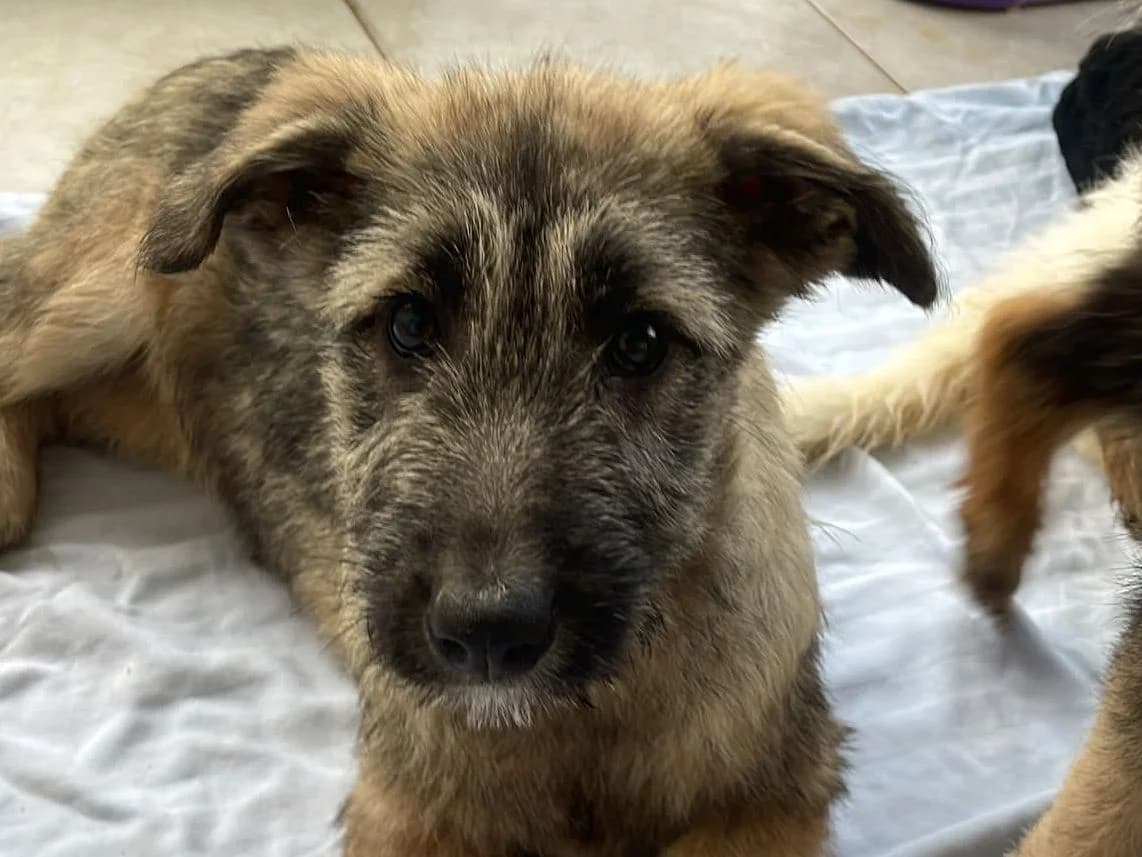 Fibi, female puppy Mixed Breed for adoption at Tierrettung International e.V.