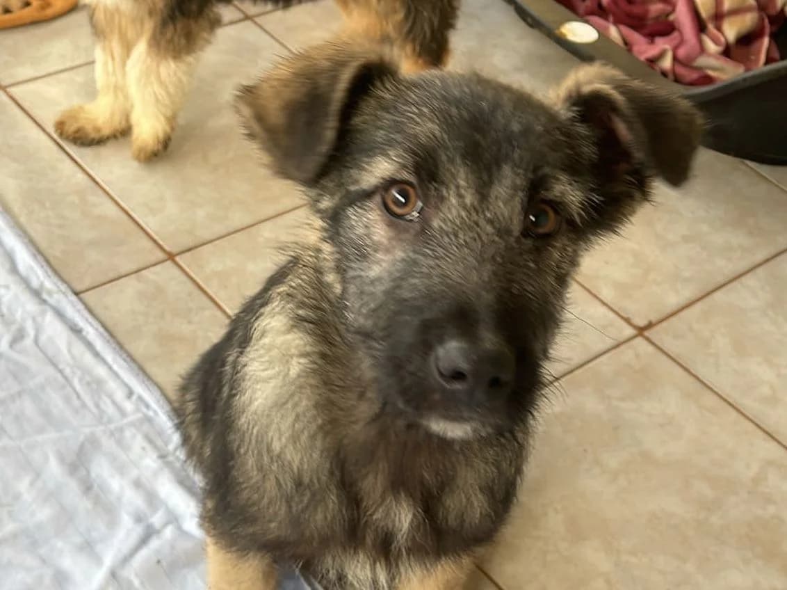 Filou, male puppy Mixed Breed for adoption at Tierrettung International e.V.