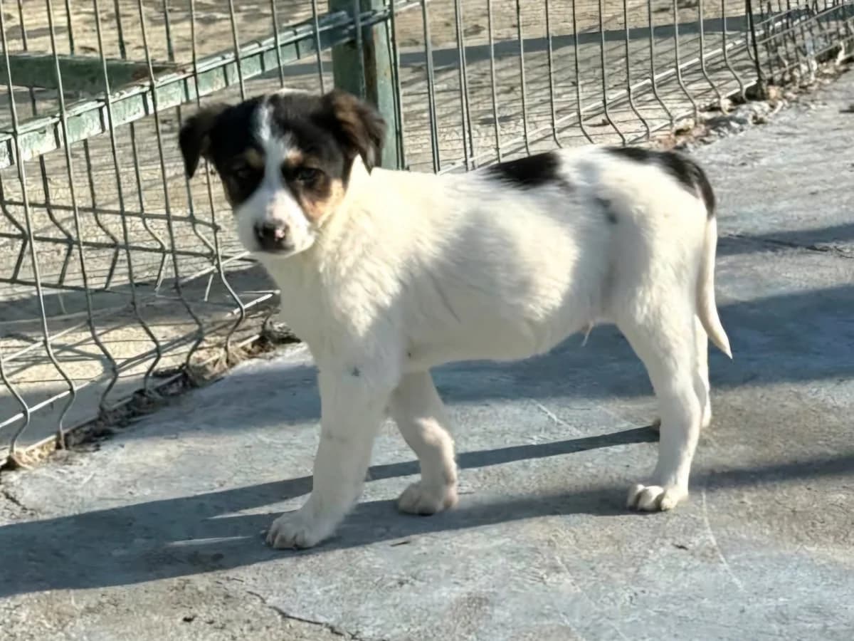 Rasco, male puppy Mixed Breed for adoption at Tierrettung International e.V.