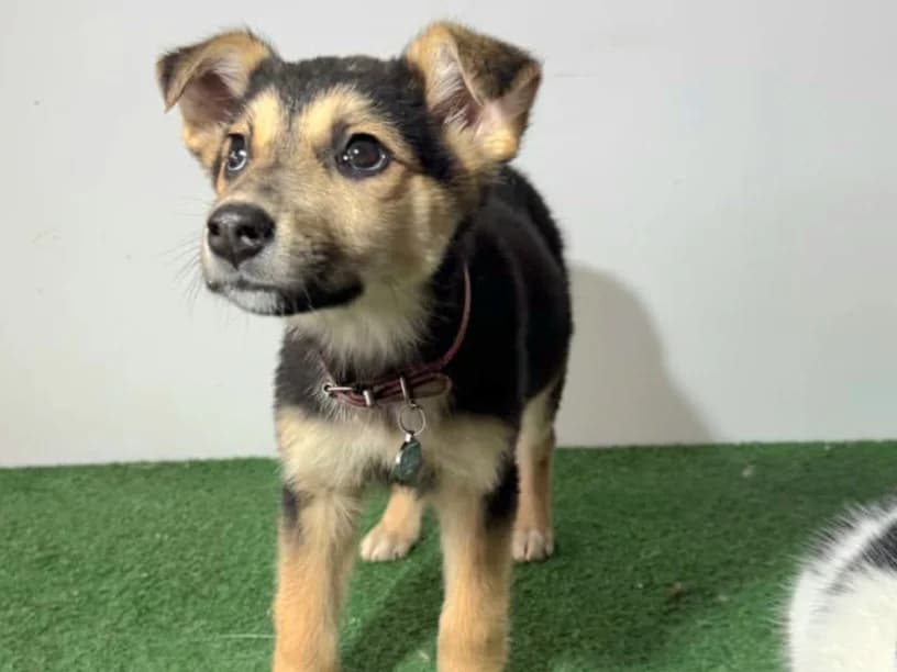 Suni, female puppy Mixed Breed for adoption at Tierrettung International e.V.