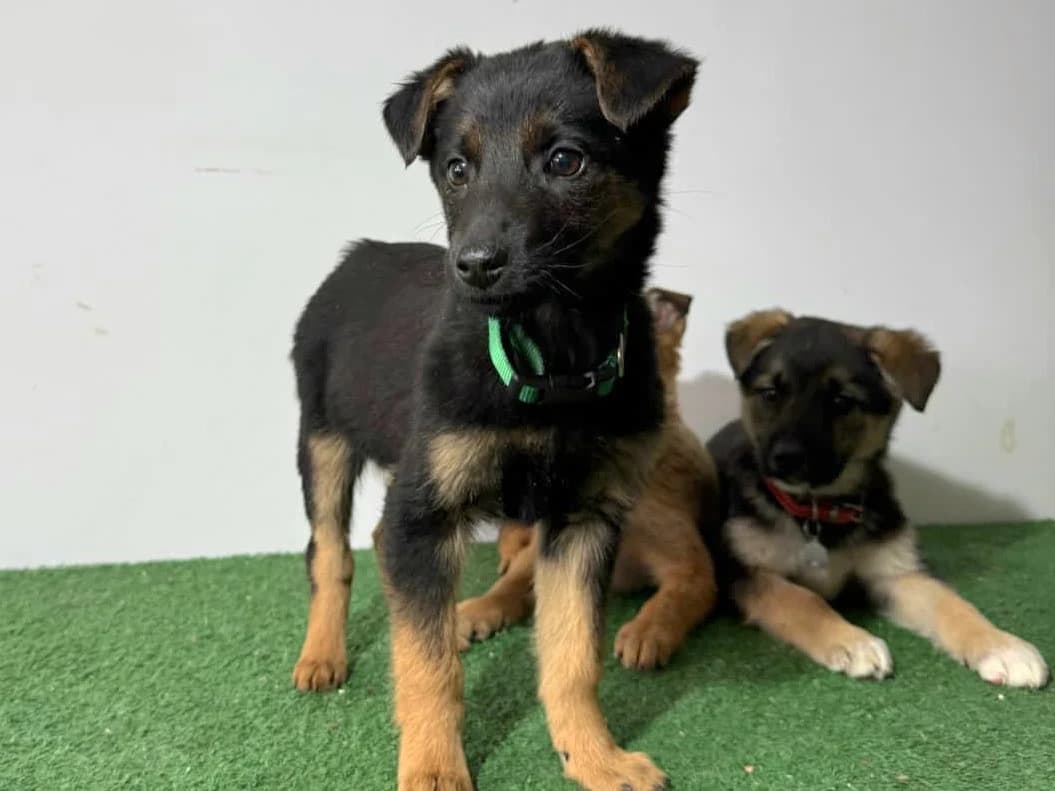 Sera, female puppy Mixed Breed for adoption at Tierrettung International e.V.