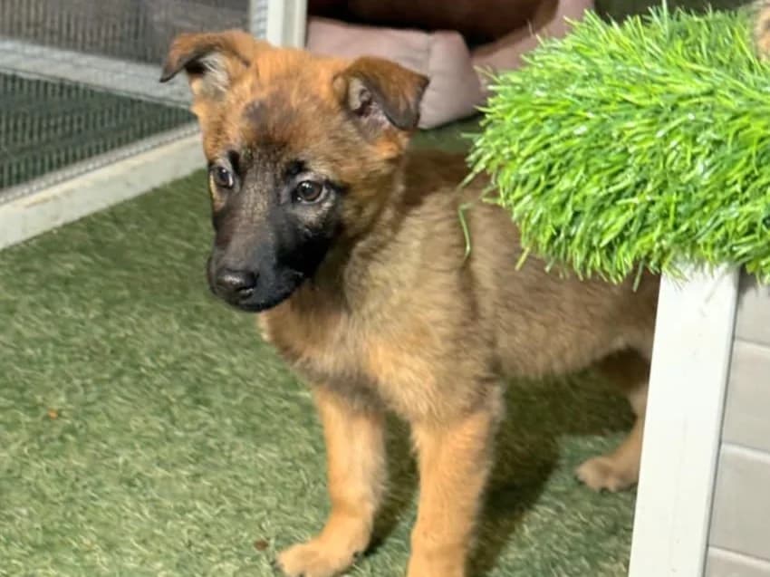 Saja, female puppy Mixed Breed for adoption at Tierrettung International e.V.