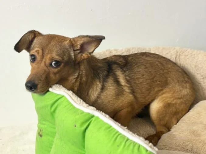 Tabea, female young Mixed Breed for adoption at Tierrettung International e.V.