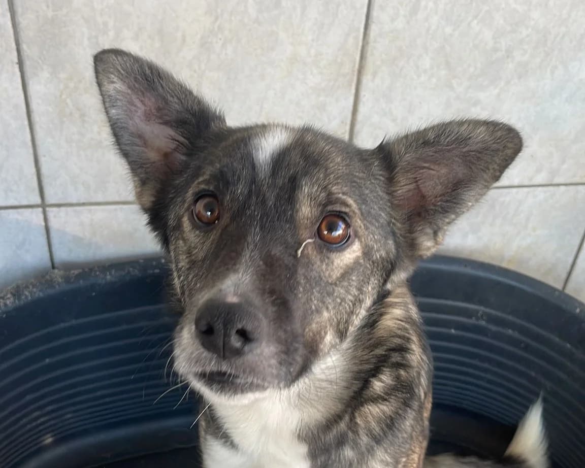 Elisa, female young Mixed Breed for adoption at Tierrettung International e.V.