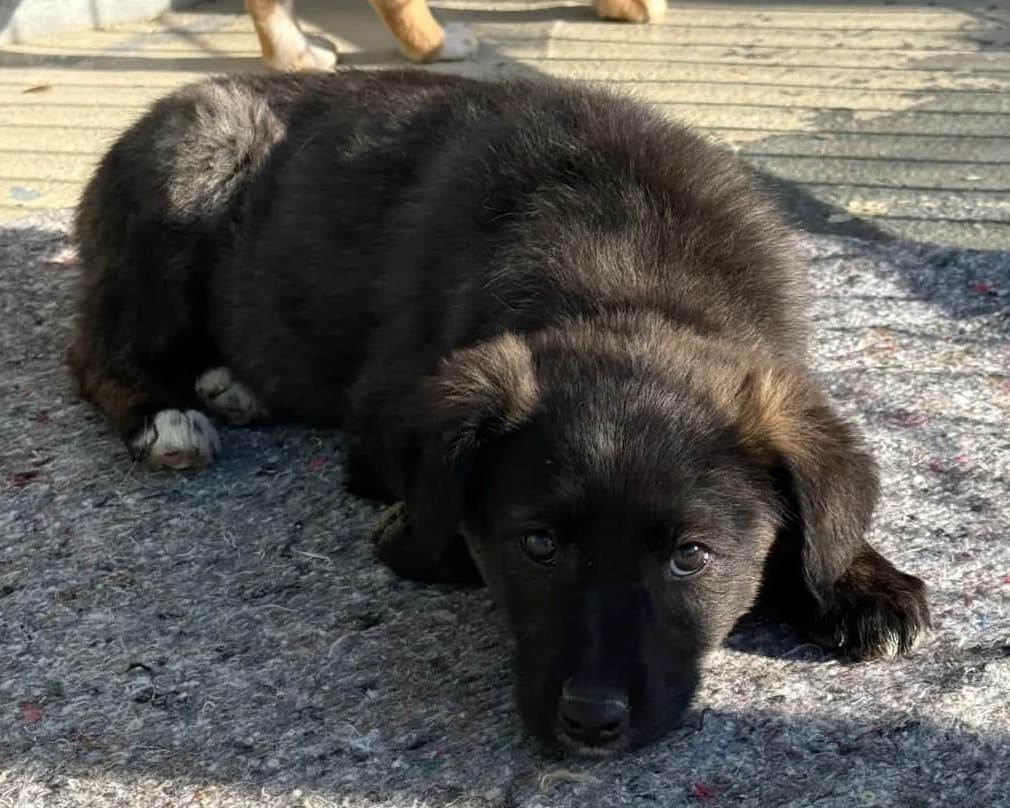 Rosi, female puppy Mixed Breed for adoption at Tierrettung International e.V.