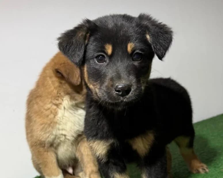 Nevik, male puppy Mixed Breed for adoption at Tierrettung International e.V.