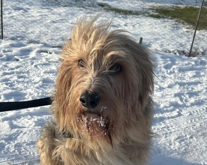 Barlo – PLZ 18258, male 7yo Mixed Breed for adoption at Tierrettung International e.V.