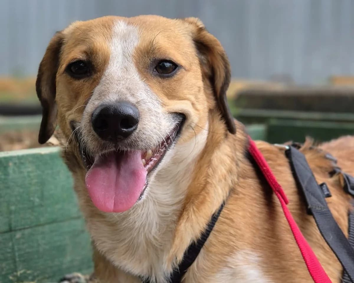 Sherine, female young Mixed Breed for adoption at Tierrettung International e.V.
