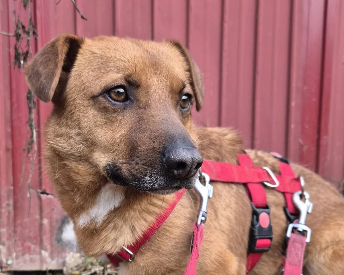 Yanosch, male 6yo Mixed Breed for adoption at Tierrettung International e.V.