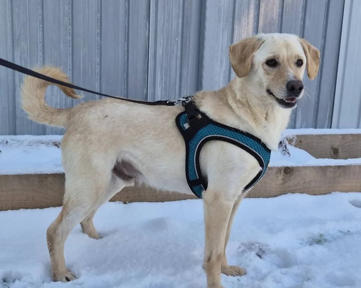 Flocke, male 4yo Mixed Breed for adoption at Tierrettung International e.V.