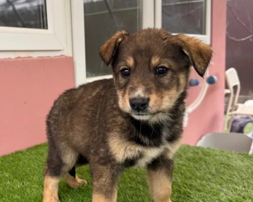 Numi, male puppy Mixed Breed for adoption at Tierrettung International e.V.