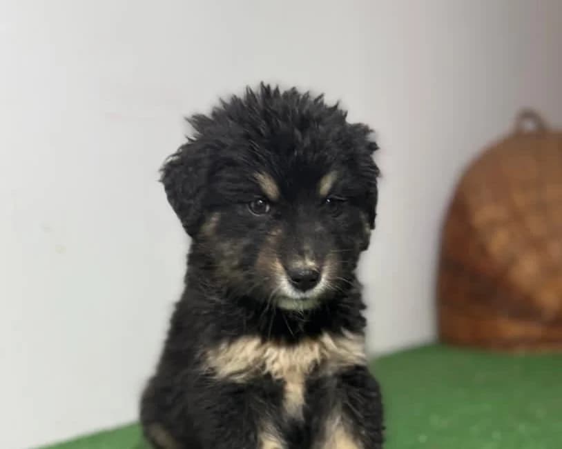 Nico, male puppy Mixed Breed for adoption at Tierrettung International e.V.