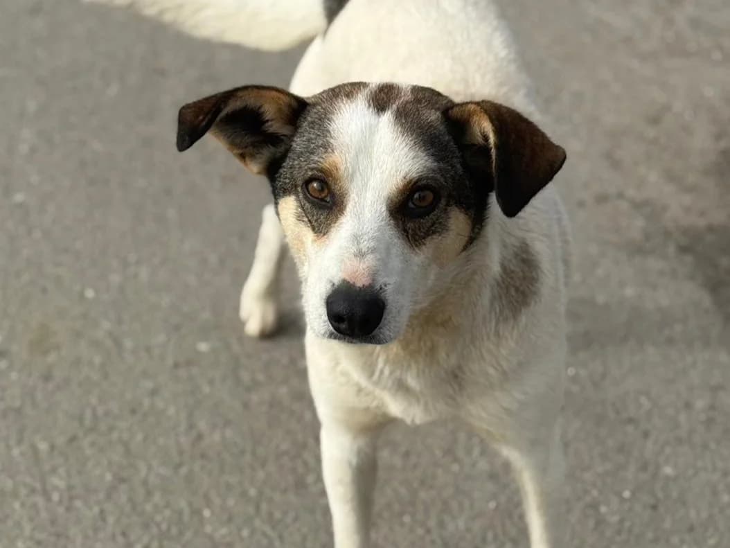 Pookie, female young Mixed Breed for adoption at Tierrettung International e.V.