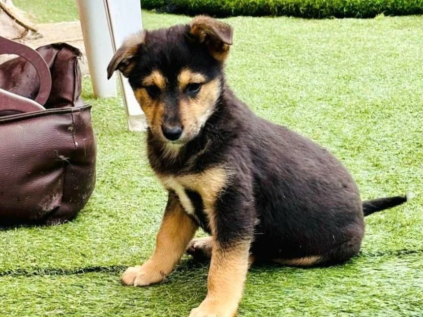 Cliff, male puppy Mixed Breed for adoption at Tierrettung International e.V.