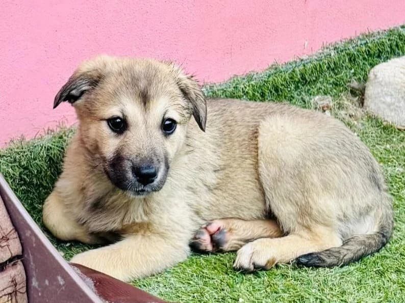 Celia, female puppy Mixed Breed for adoption at Tierrettung International e.V.