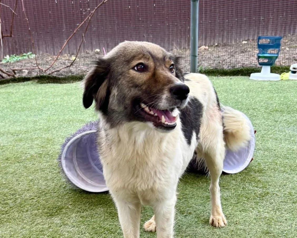 Kara, female young Mixed Breed for adoption at Tierrettung International e.V.