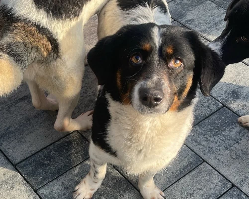 Pamina, female young Mixed Breed for adoption at Tierrettung International e.V.