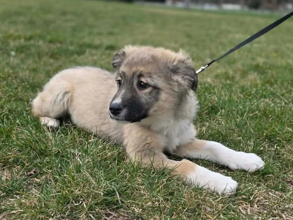 Carlotta, female puppy Mixed Breed for adoption at Tierrettung International e.V.
