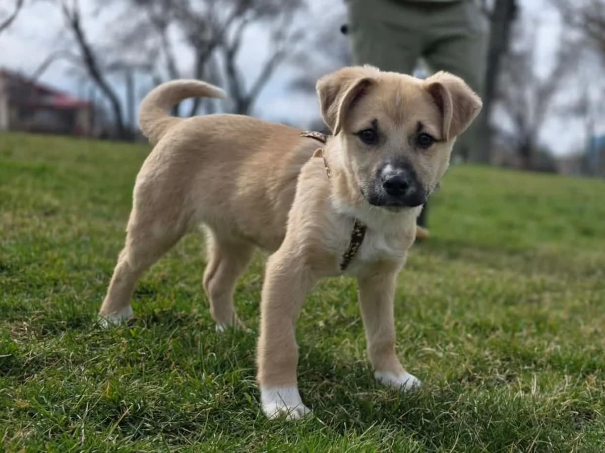Caroline, female puppy Mixed Breed for adoption at Tierrettung International e.V.