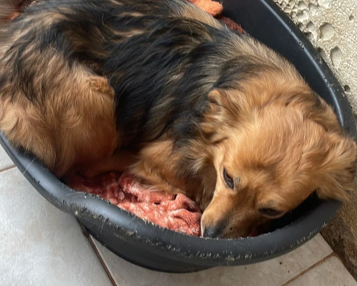 Licas – PLZ 49424, male young Mixed Breed for adoption at Tierrettung International e.V.