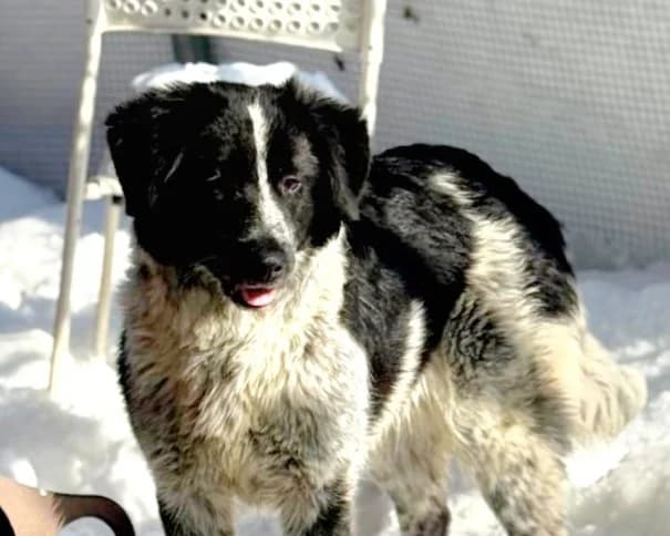 Ana – PLZ 21447, female young Mixed Breed for adoption at Tierrettung International e.V.