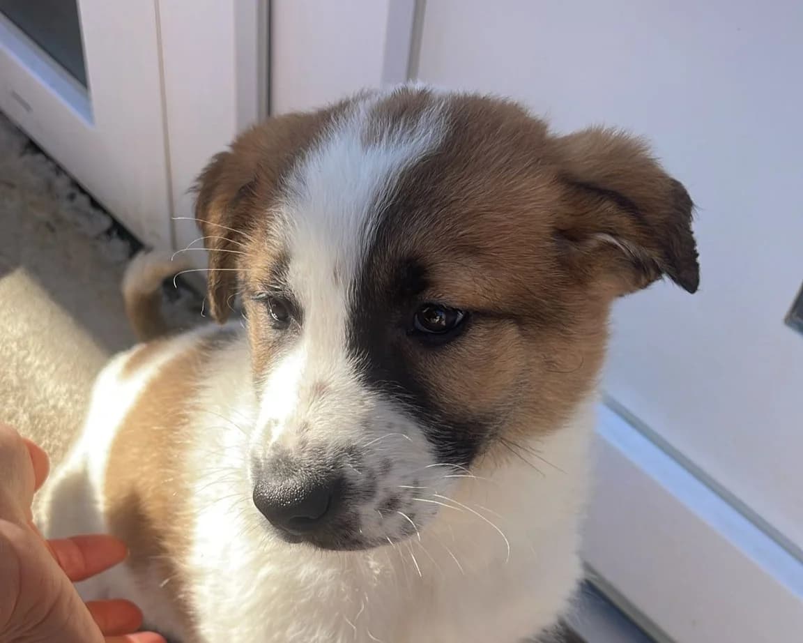 Aziza, female puppy Mixed Breed for adoption at Tierrettung International e.V.