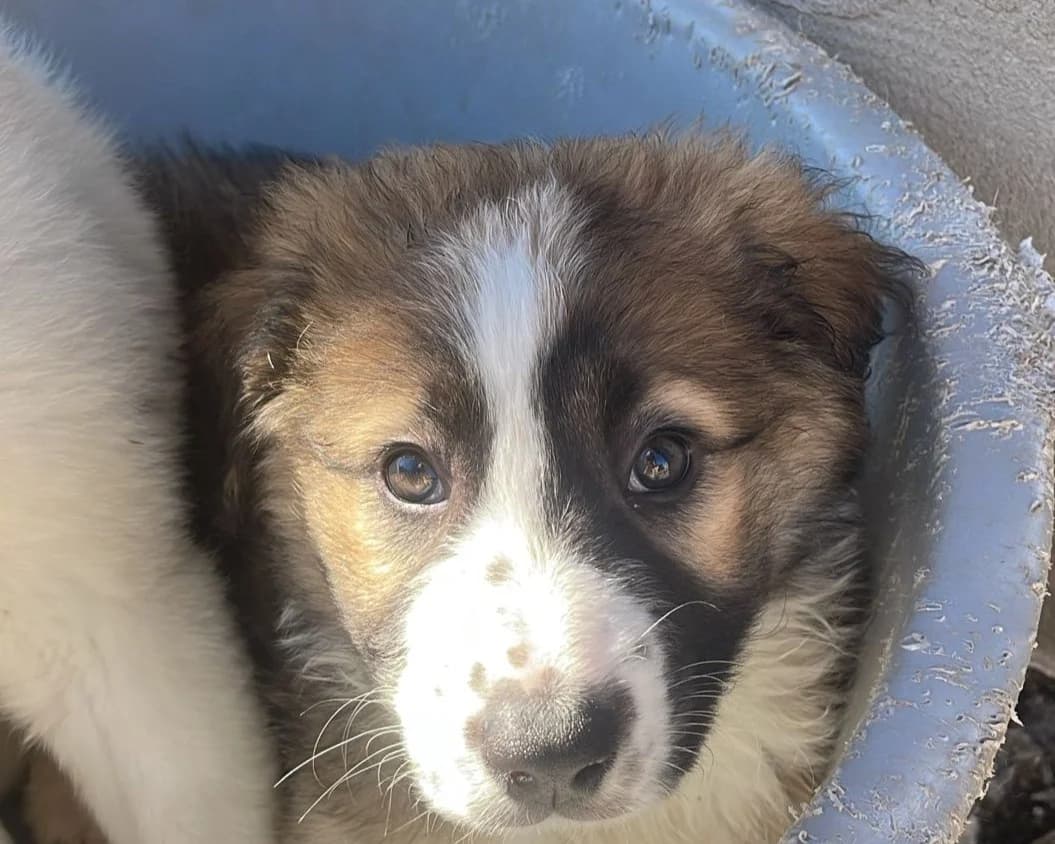 Arwen, female puppy Mixed Breed for adoption at Tierrettung International e.V.