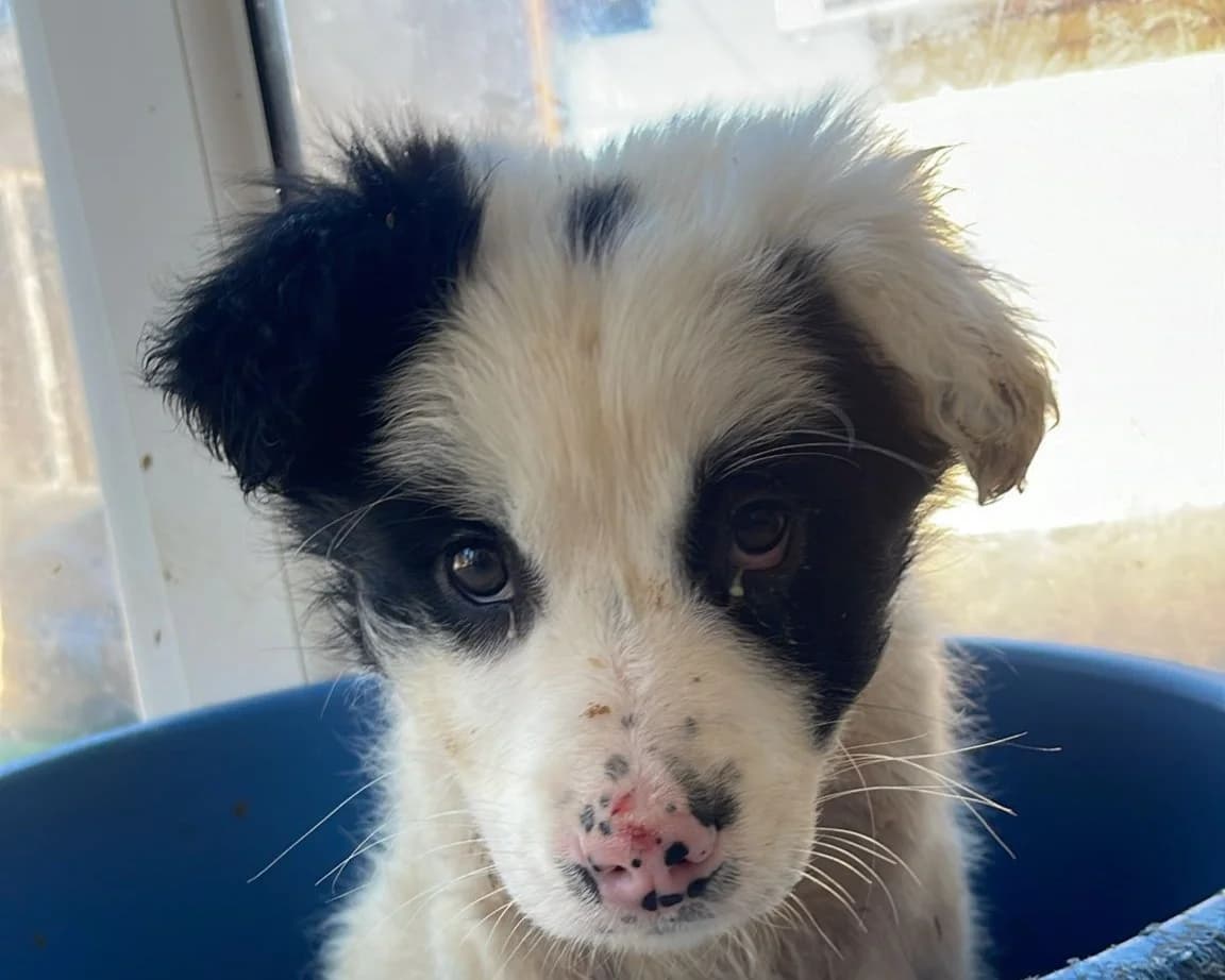 Uggles, male puppy Mixed Breed for adoption at Tierrettung International e.V.