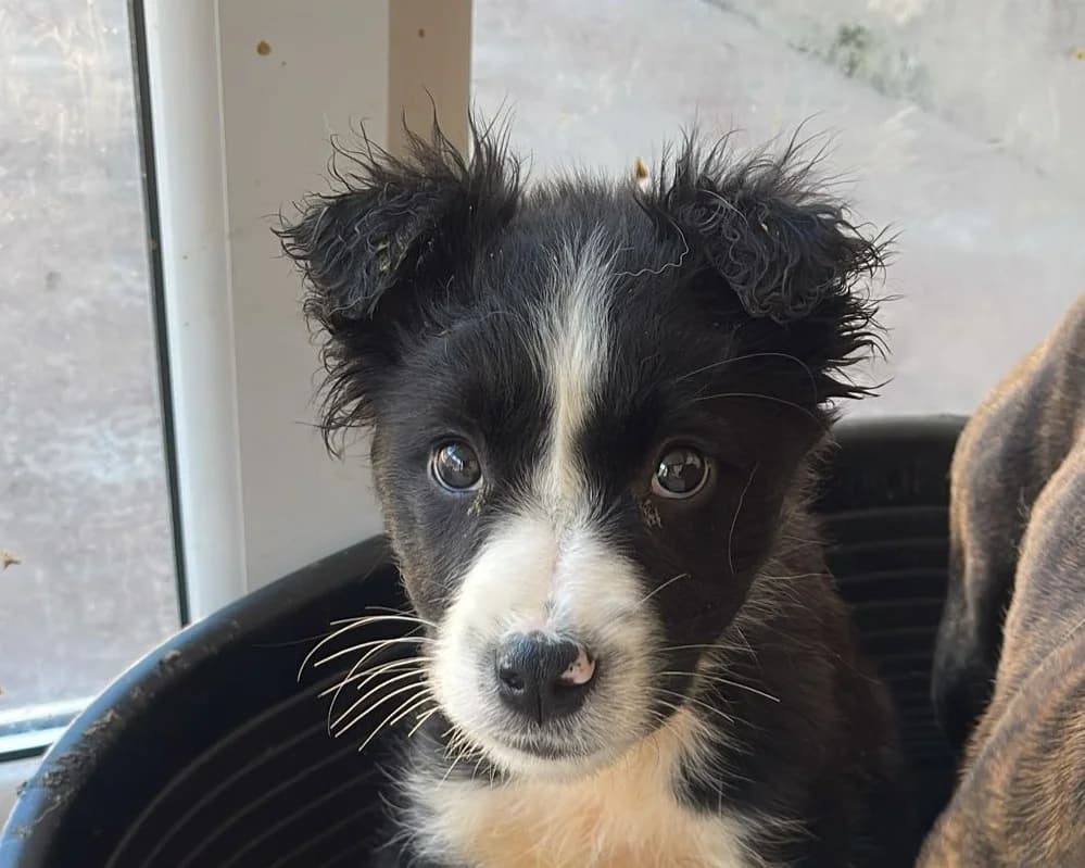 Umami, female puppy Mixed Breed for adoption at Tierrettung International e.V.