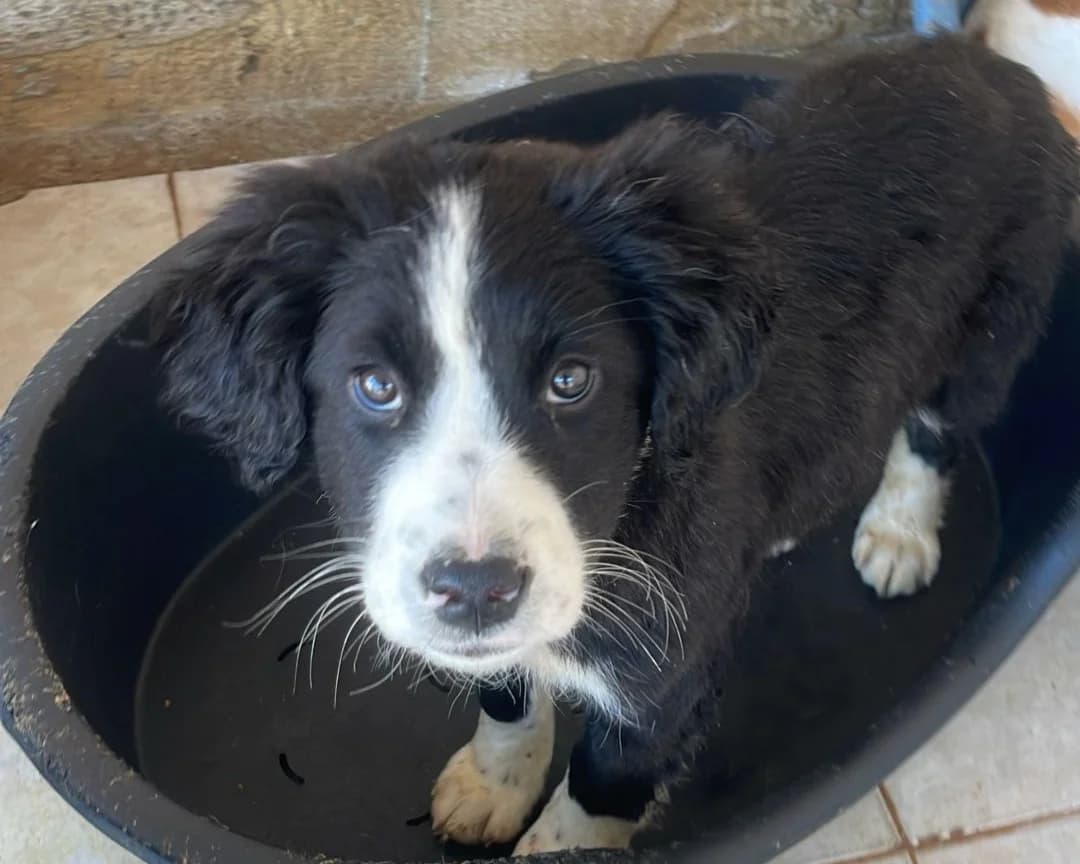 Undine, female puppy Mixed Breed for adoption at Tierrettung International e.V.