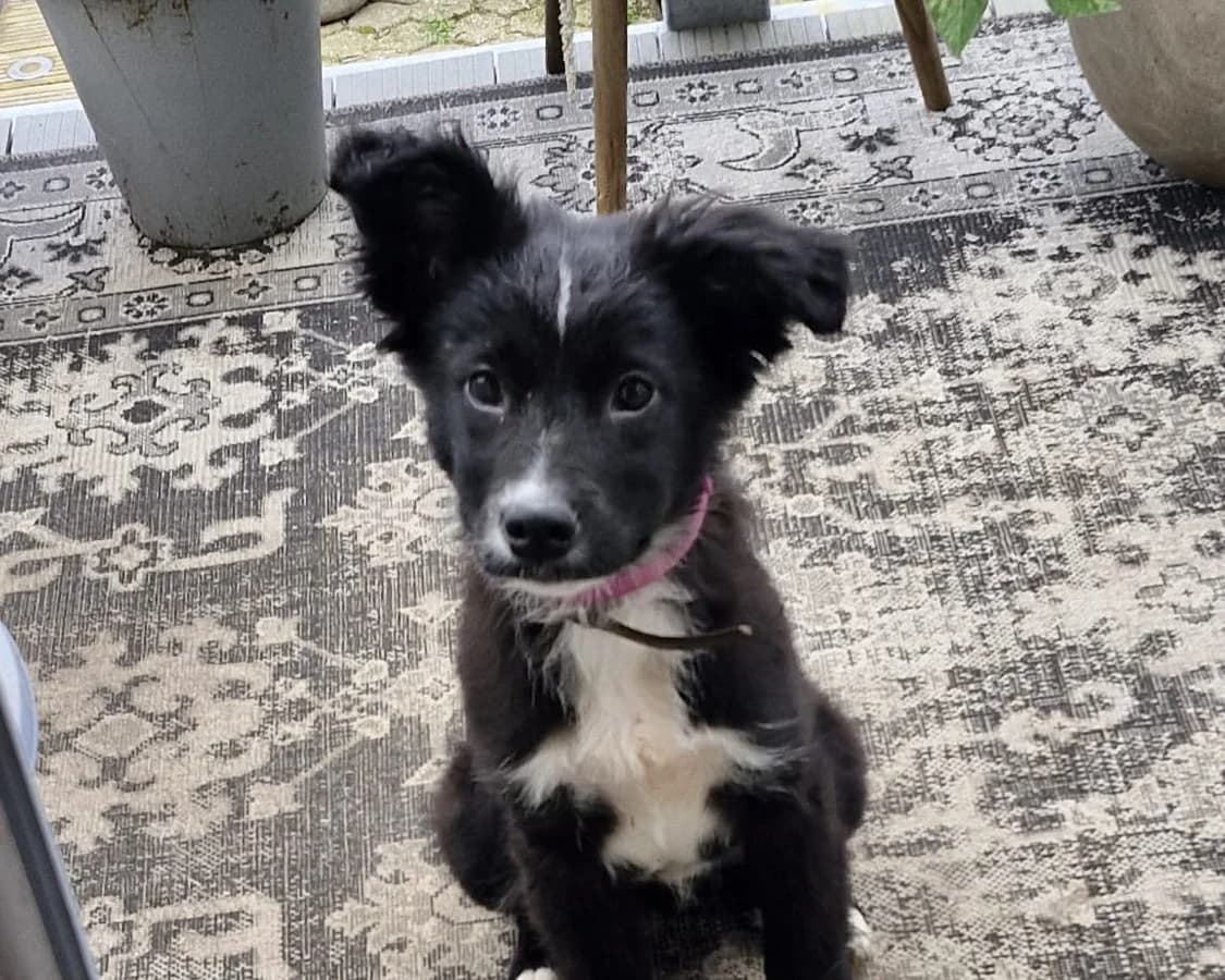 Unique – PLZ 51469, female puppy Mixed Breed for adoption at Tierrettung International e.V.