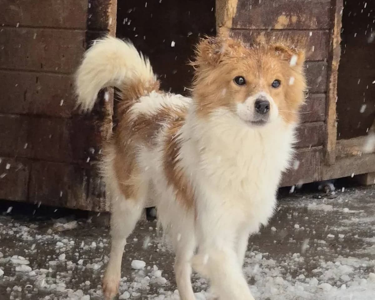 Arielle, female young Mixed Breed for adoption at Tierrettung International e.V.