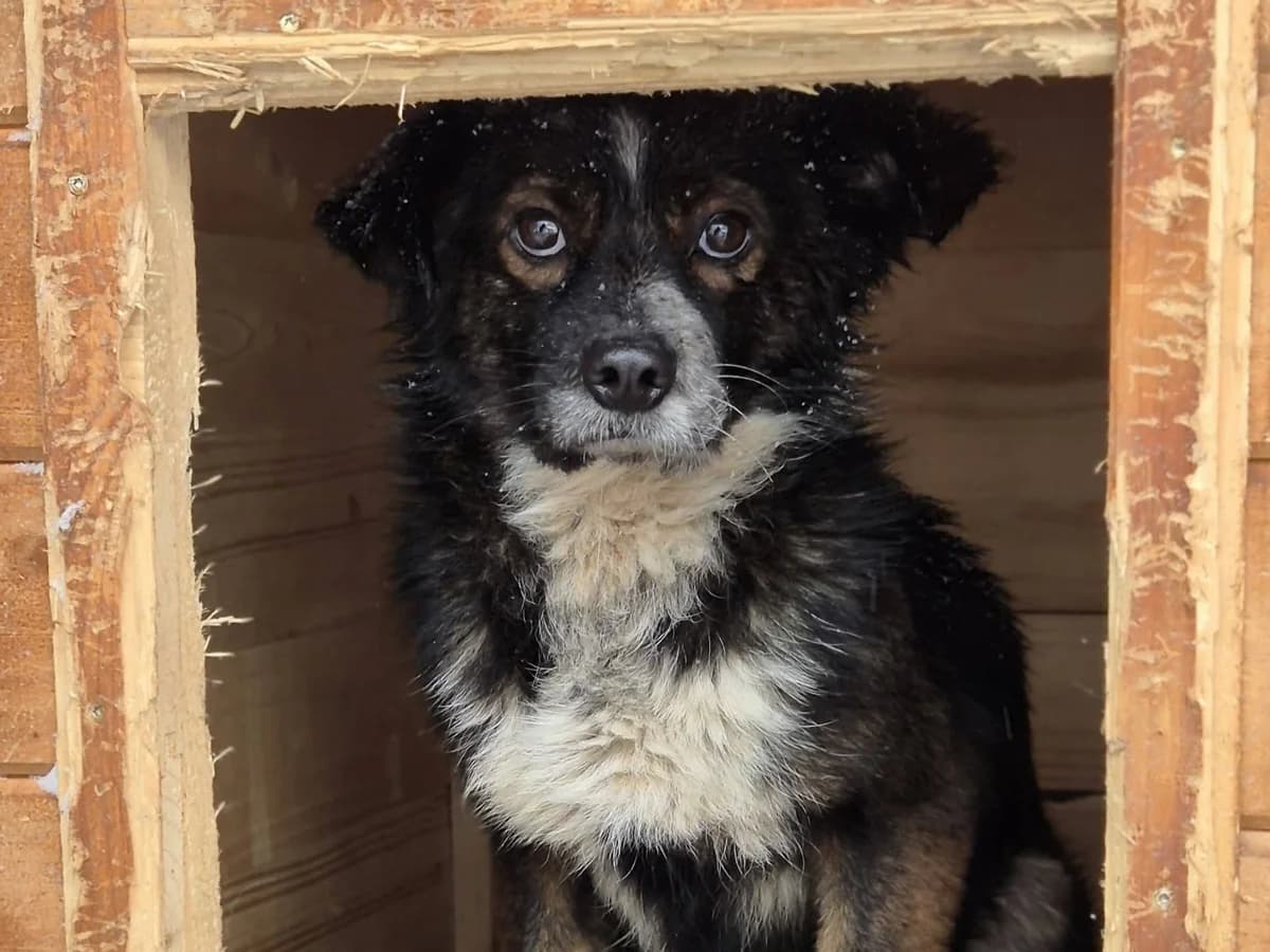 Domingo, male young Mixed Breed for adoption at Tierrettung International e.V.