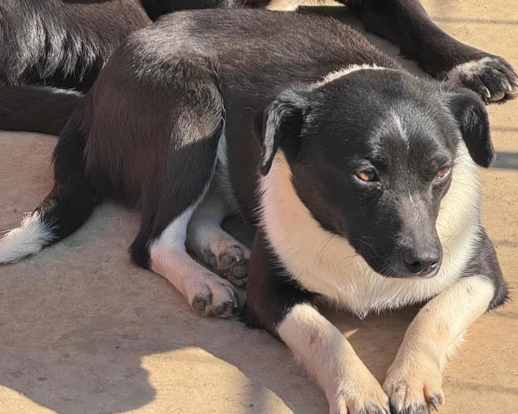 Cara, female young Mixed Breed for adoption at Tierrettung International e.V.