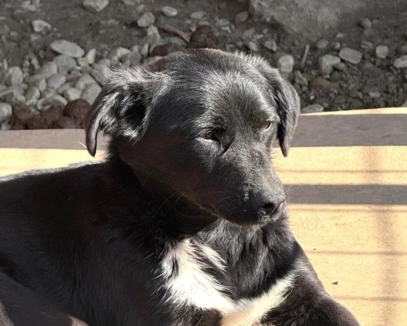 Fee, female young Mixed Breed for adoption at Tierrettung International e.V.