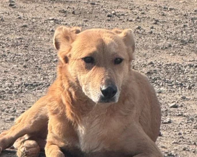 Kessi, female 3yo Mixed Breed for adoption at Tierrettung International e.V.