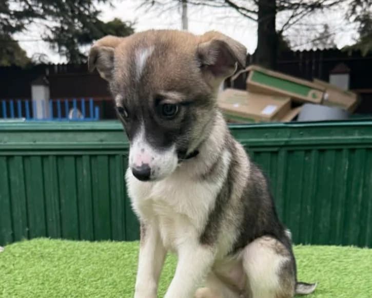 Aila, female puppy Mixed Breed for adoption at Tierrettung International e.V.