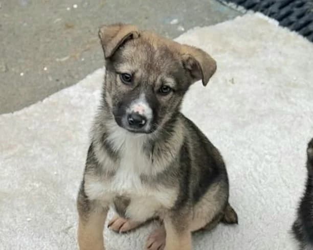 Arco, male puppy Mixed Breed for adoption at Tierrettung International e.V.