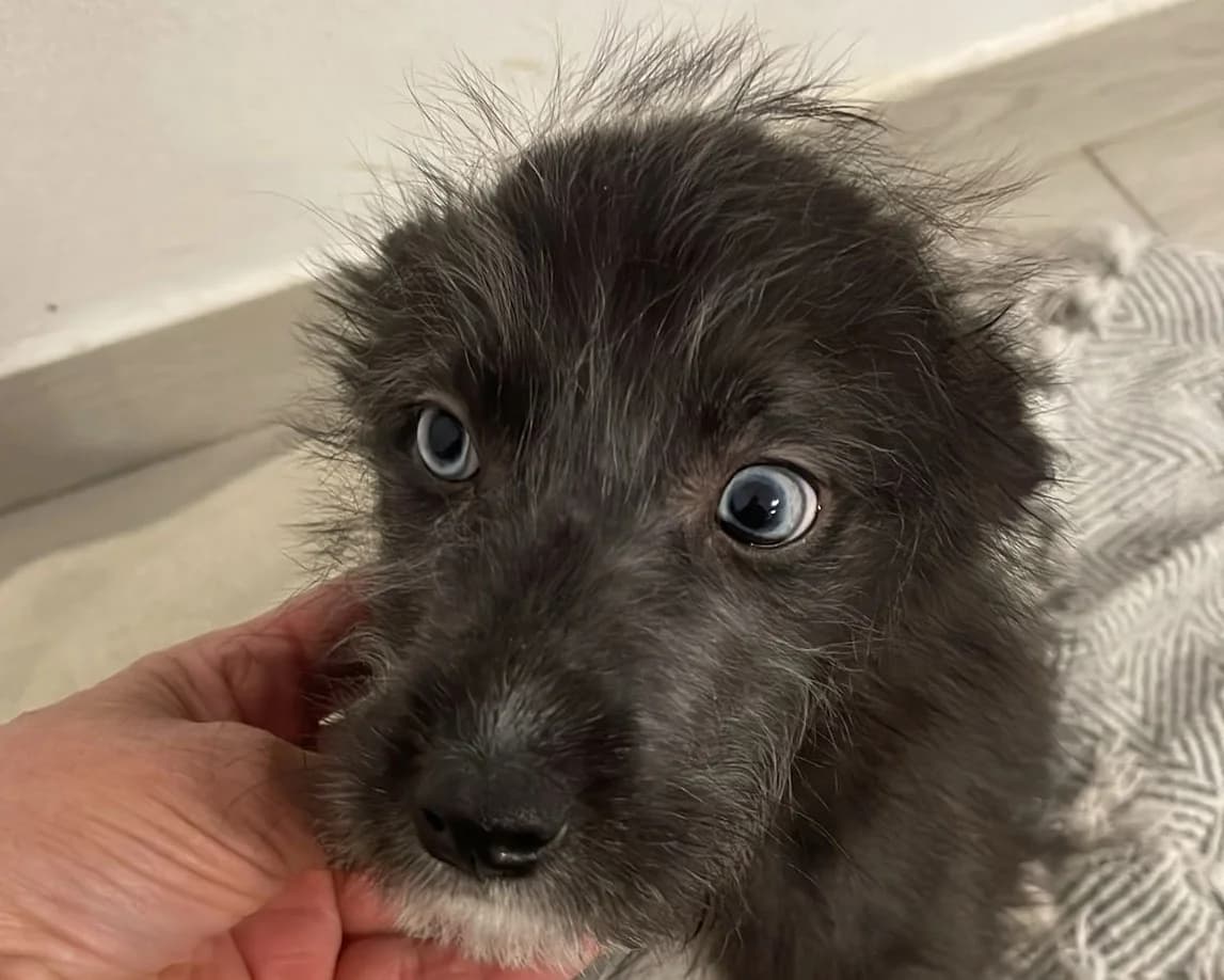 Ronja, female puppy Mixed Breed for adoption at Tierrettung International e.V.