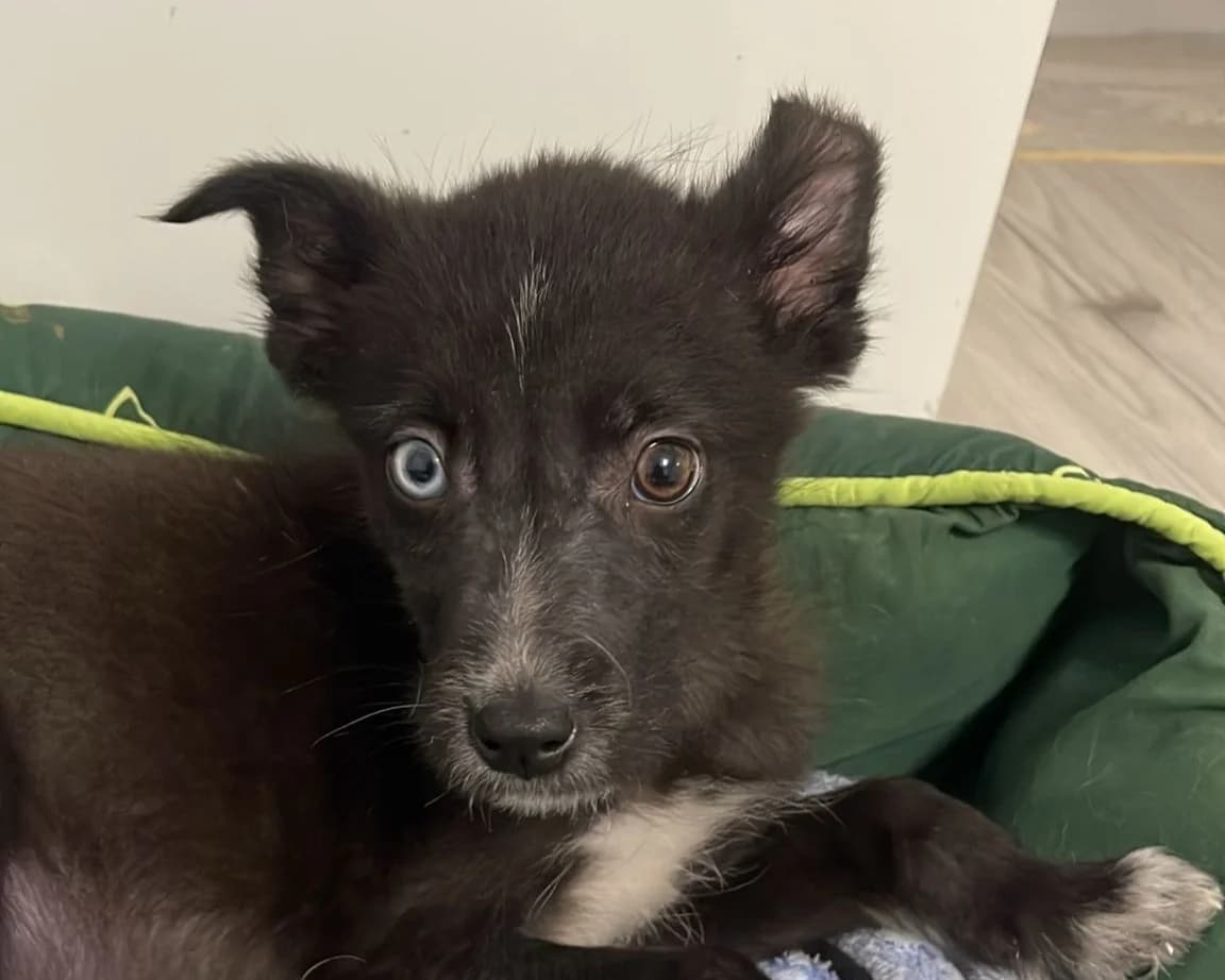 Flint, male puppy Mixed Breed for adoption at Tierrettung International e.V.