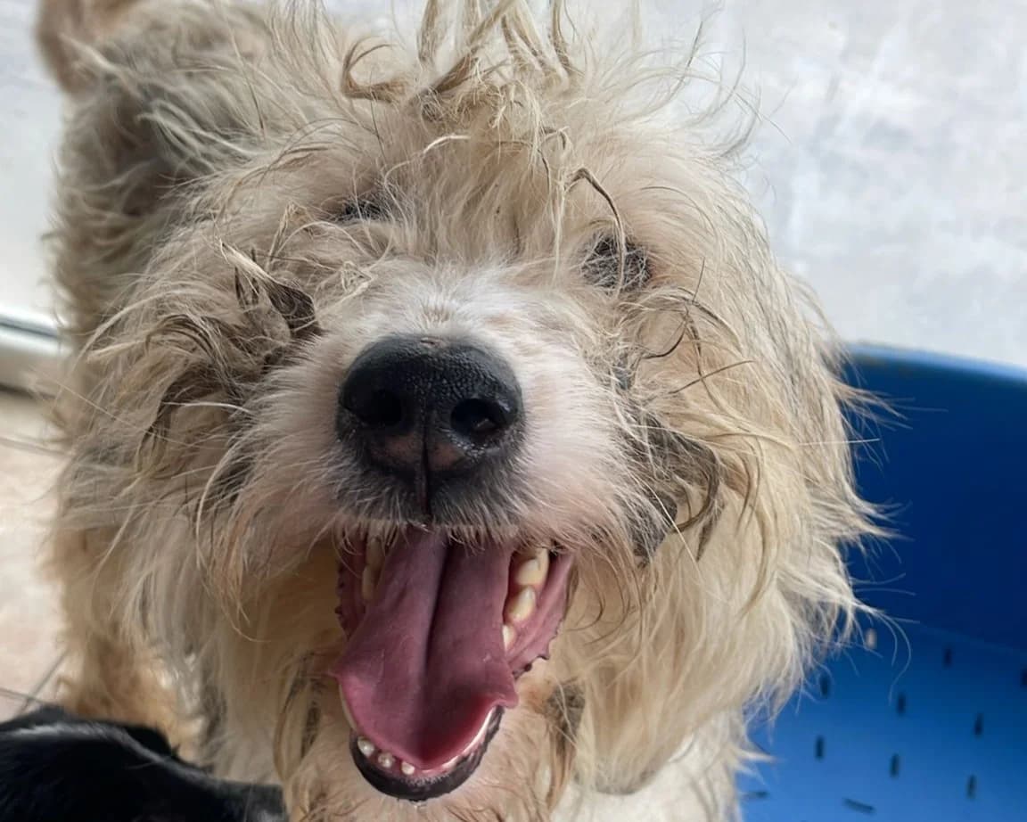 Justus – PLZ 67590, male young Mixed Breed for adoption at Tierrettung International e.V.