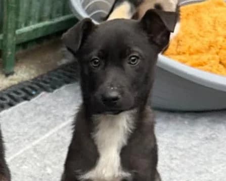 Ajak, male puppy Mixed Breed for adoption at Tierrettung International e.V.