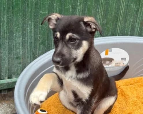Antje, female puppy Mixed Breed for adoption at Tierrettung International e.V.