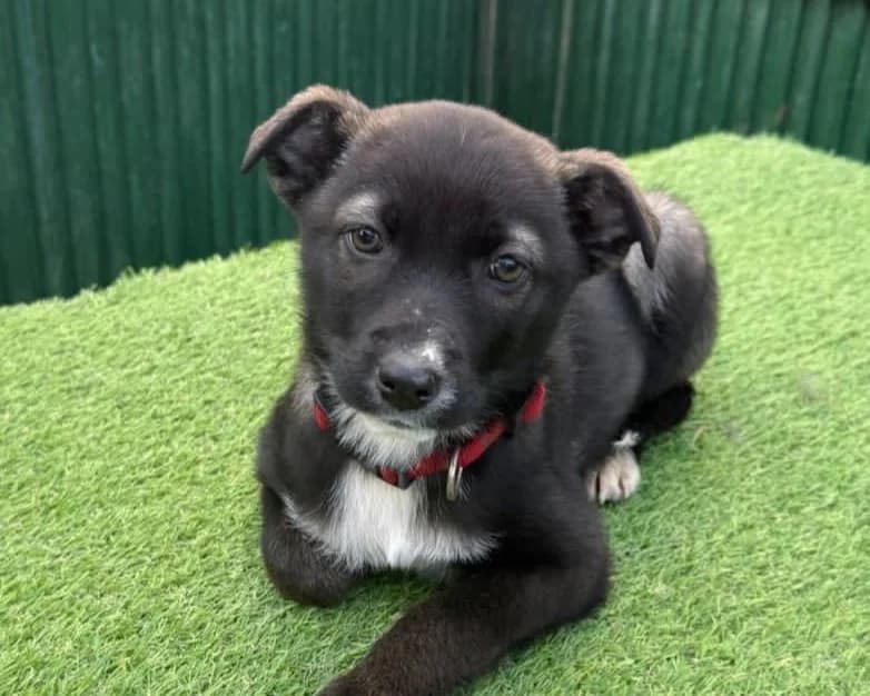 Anja, female puppy Mixed Breed for adoption at Tierrettung International e.V.