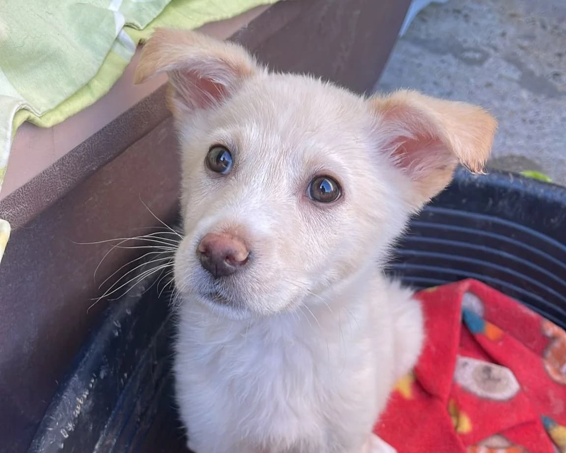 Vivi, female puppy Mixed Breed for adoption at Tierrettung International e.V.